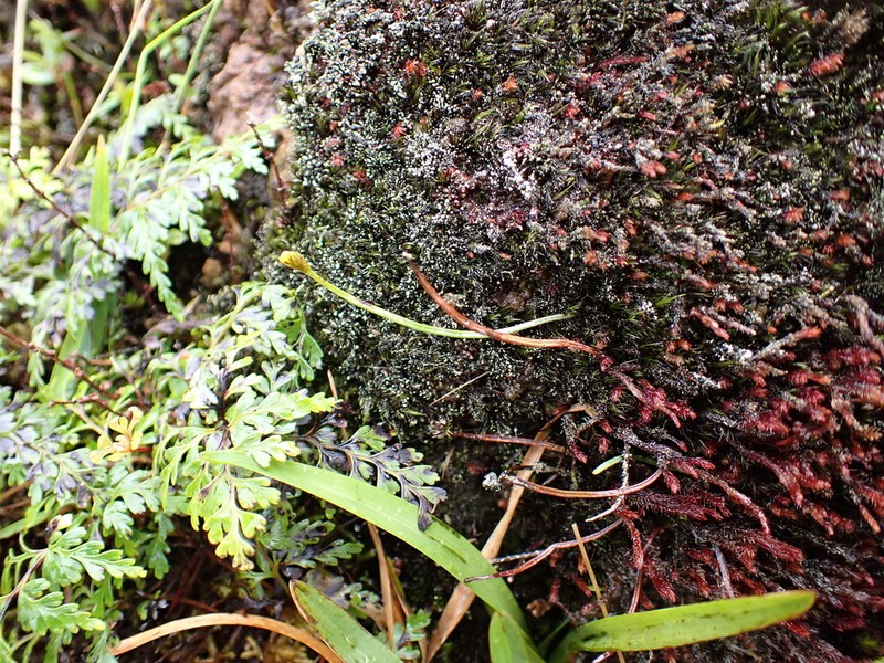 Robust Curlygrass Fern photo 5