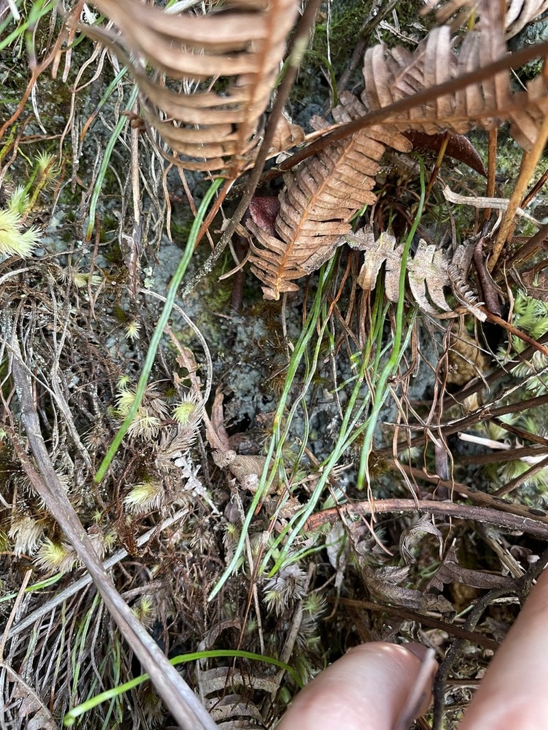 Robust Curlygrass Fern photo 6