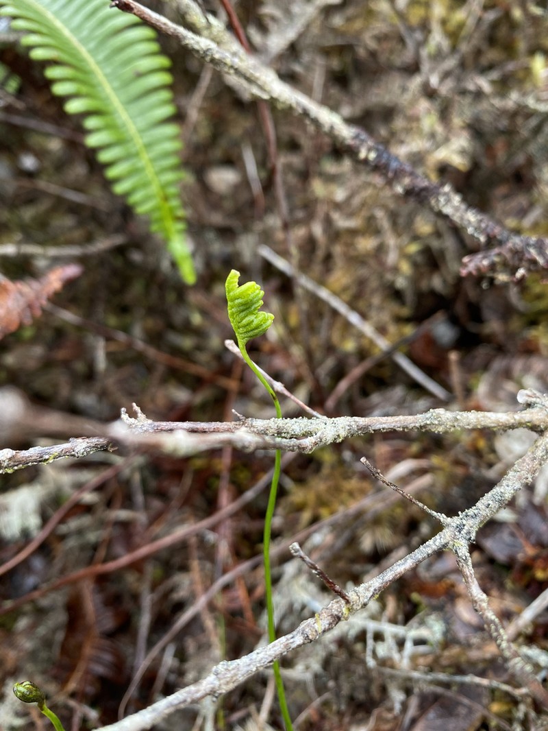 Robust Curlygrass Fern photo 7