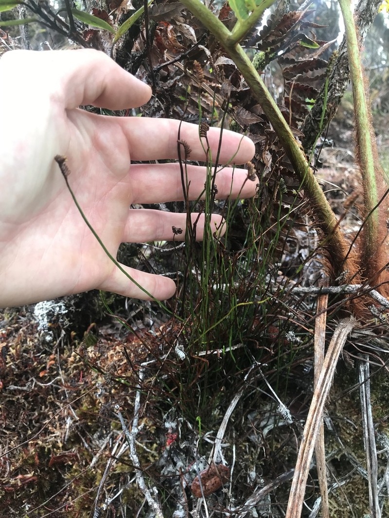 Robust Curlygrass Fern photo 8