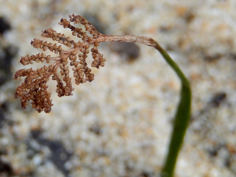 Schizaea rupestris