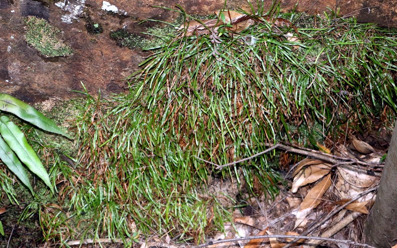 Schizaea rupestris photo 2