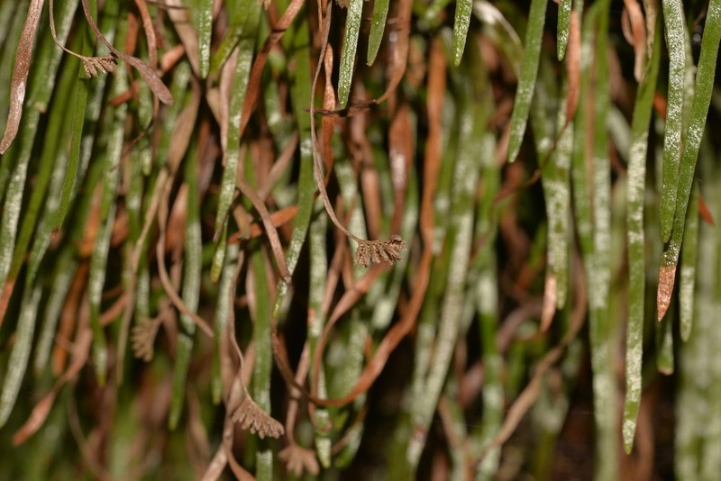 Schizaea rupestris photo 3