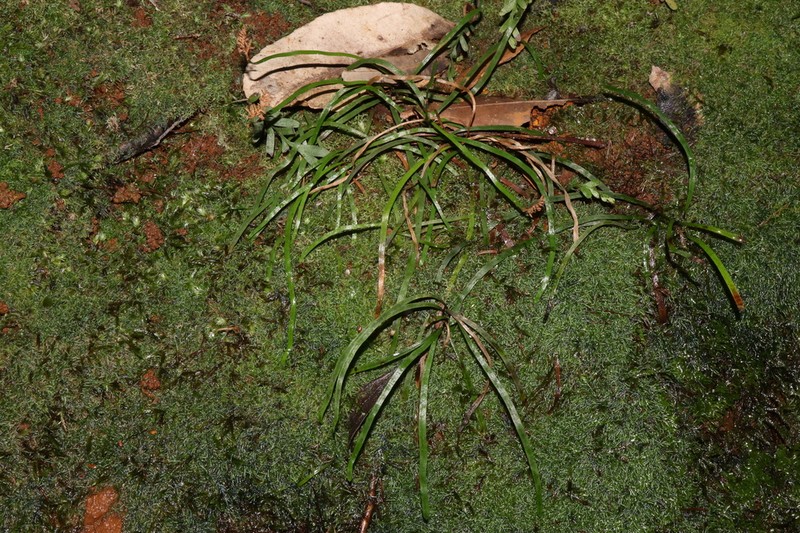 Schizaea rupestris photo 4