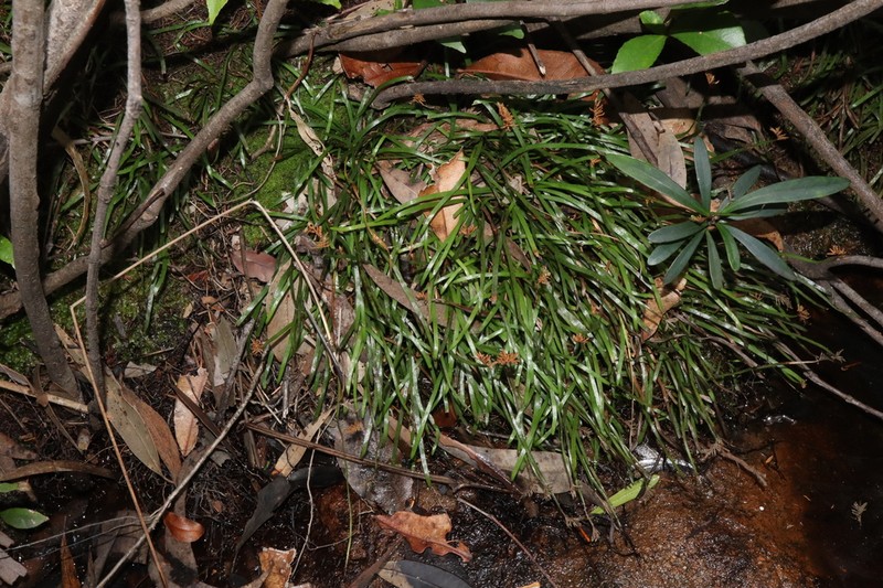Schizaea rupestris photo 5