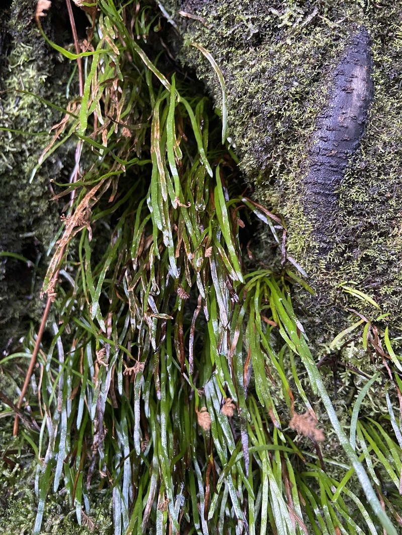 Schizaea rupestris photo 6