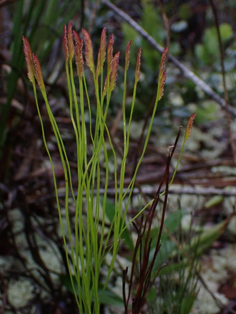 Schizaea stricta