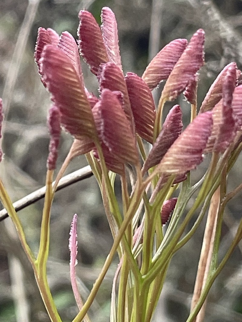 Schizaea stricta photo 2