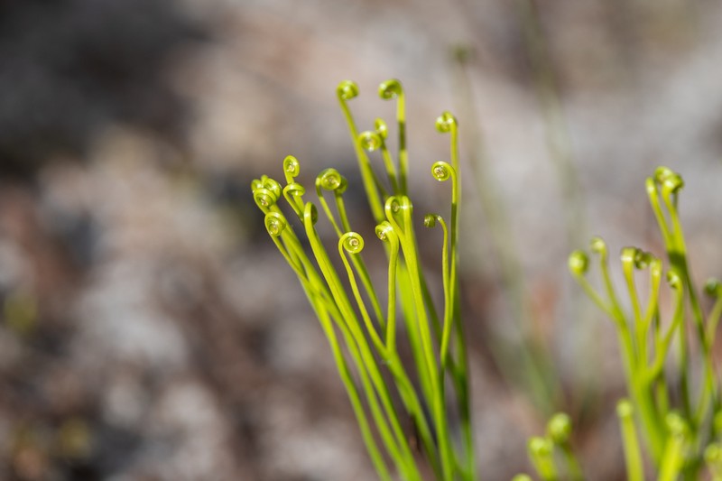 Schizaea stricta photo 4