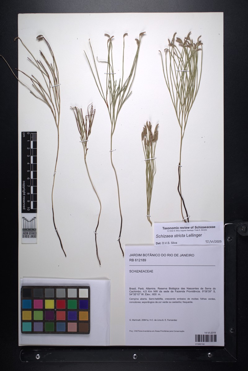Schizaea stricta photo 5