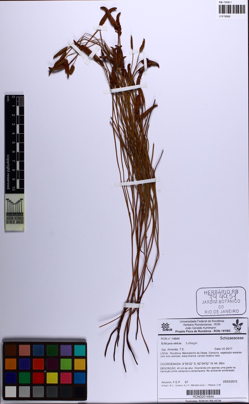 Schizaea stricta photo 6