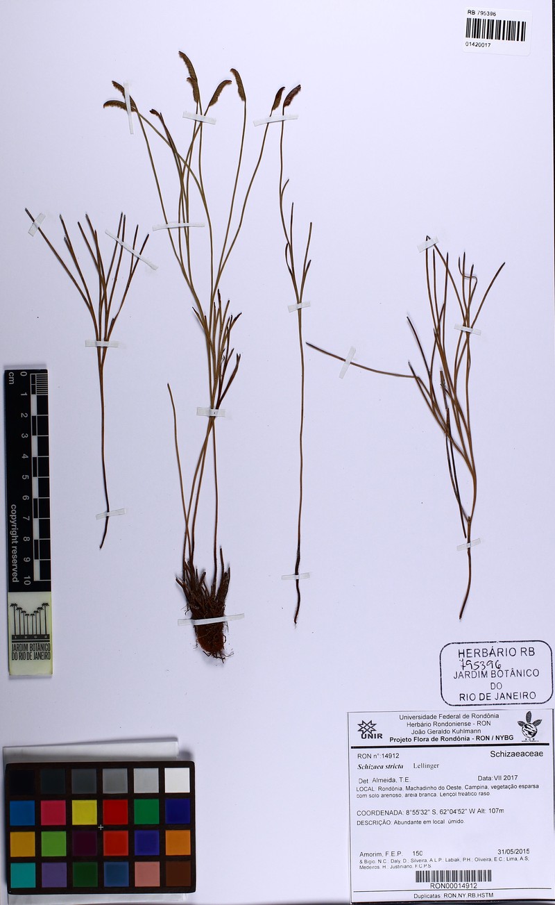 Schizaea stricta photo 7