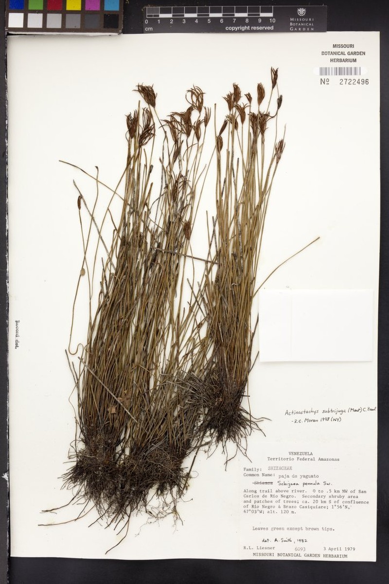 Schizaea subtrijuga