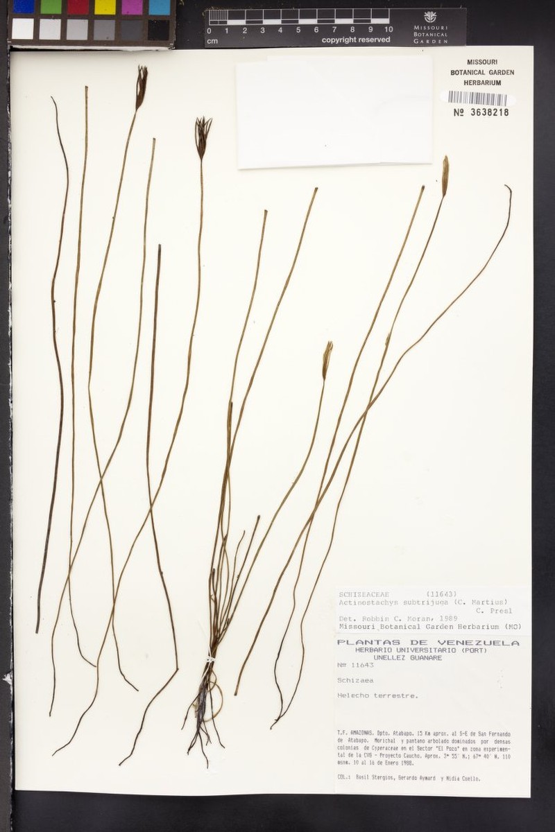 Schizaea subtrijuga photo 2