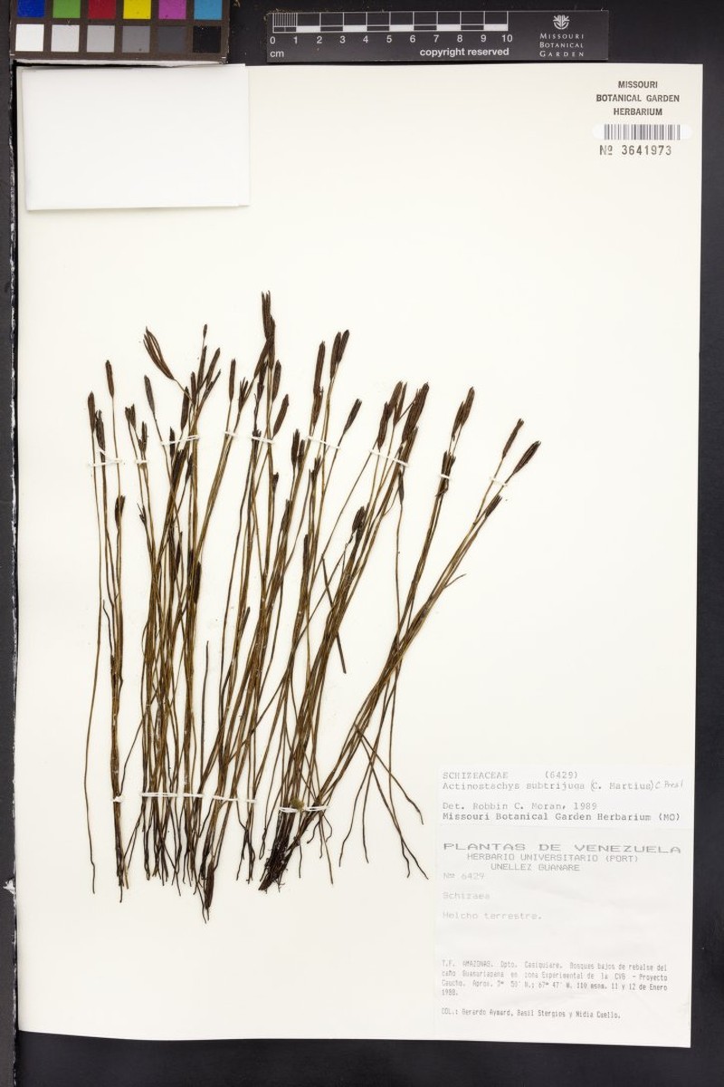 Schizaea subtrijuga photo 3