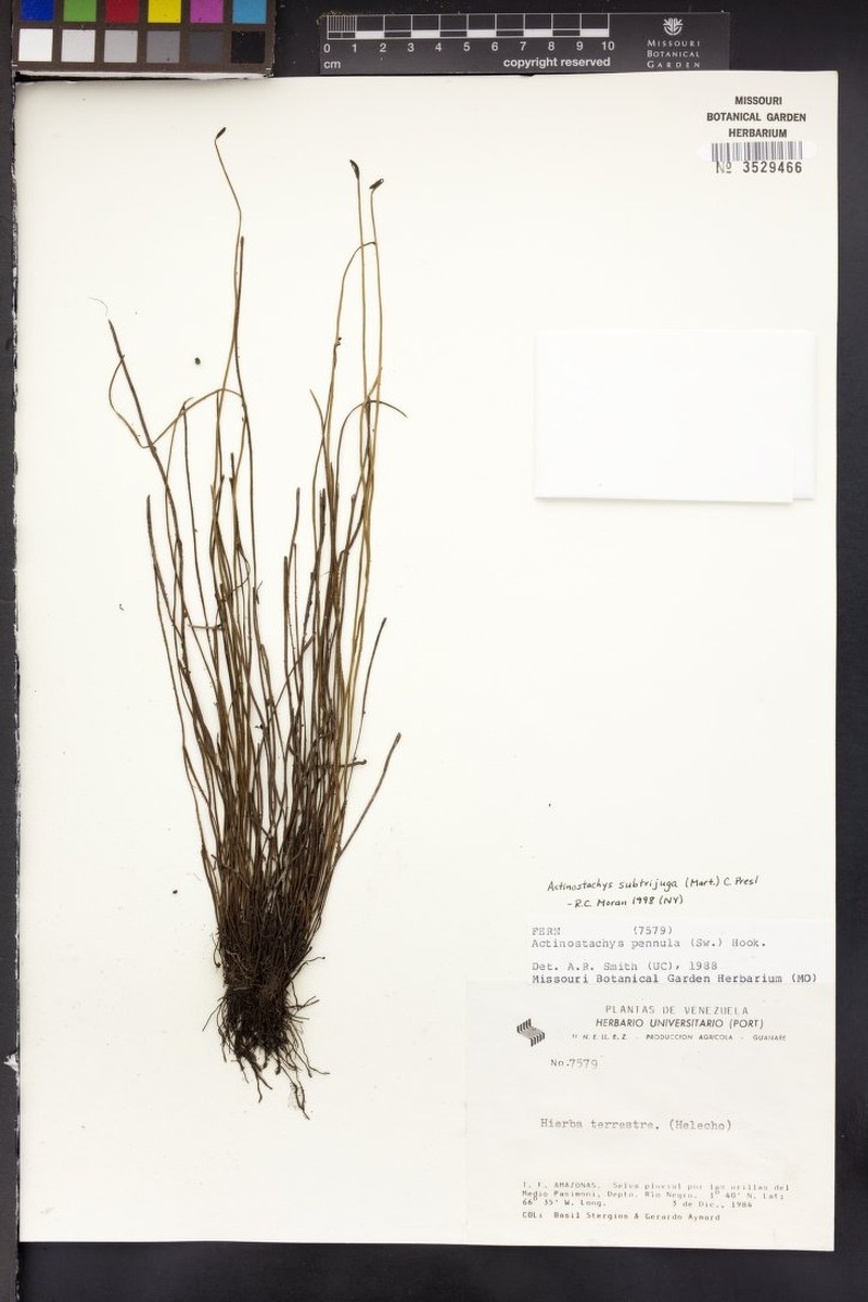 Schizaea subtrijuga photo 4