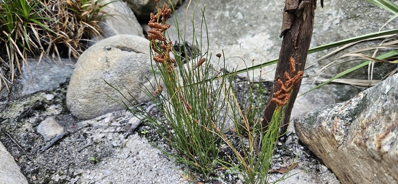 Schizaea tenella