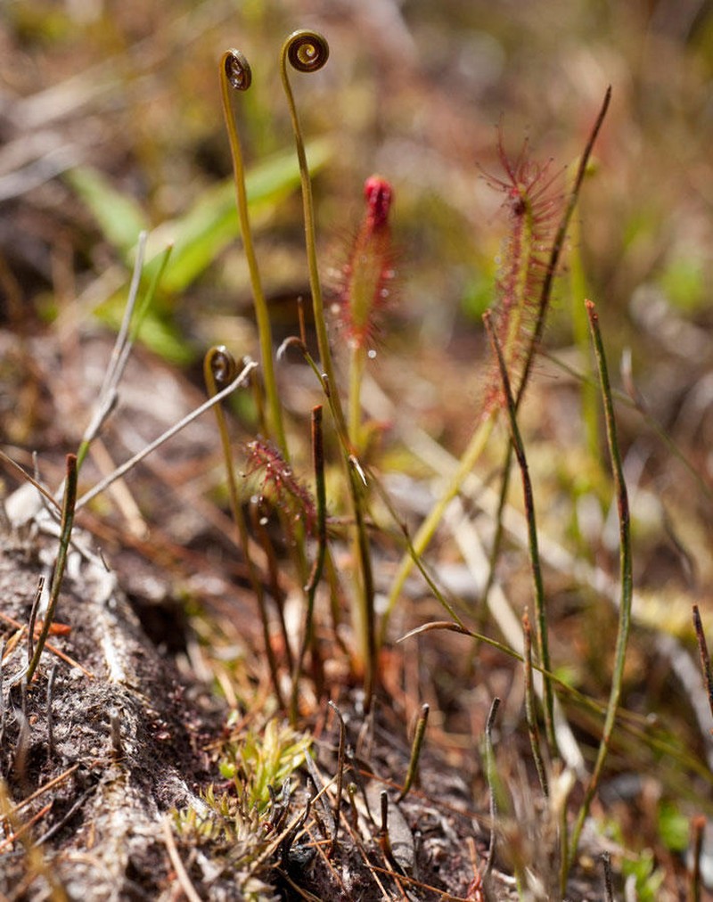 Schizaea tenella photo 2