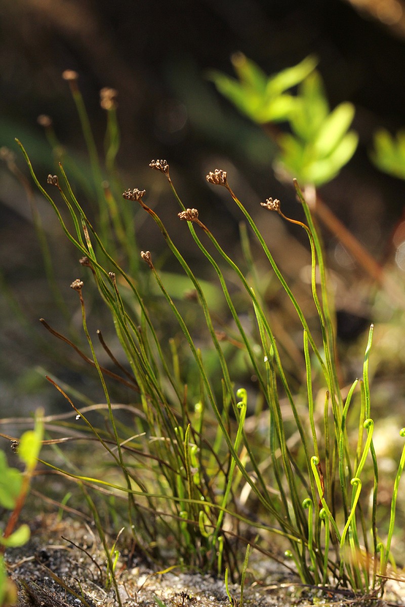 Schizaea tenella photo 3