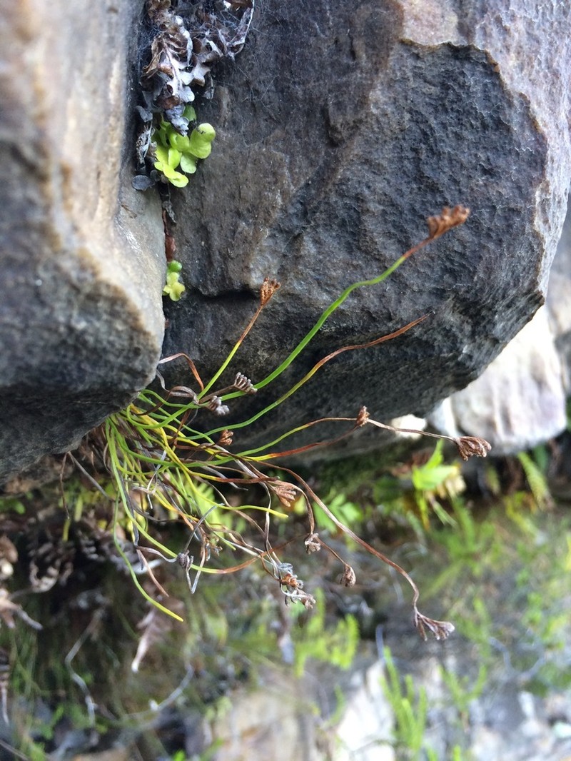 Schizaea tenella photo 4