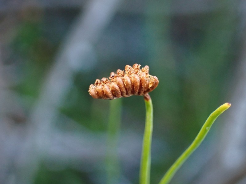 Schizaea tenella photo 5