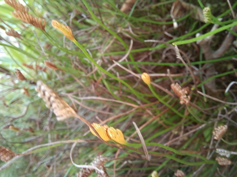 Schizaea tenella photo 6