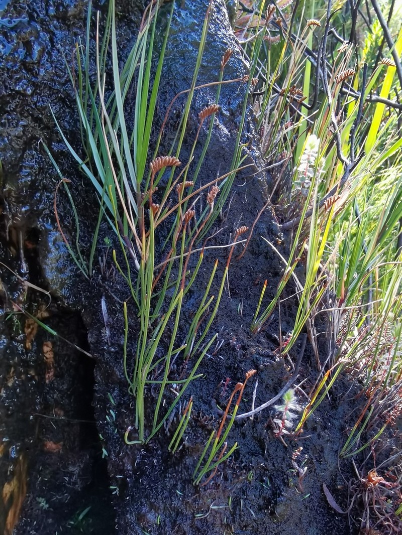Schizaea tenella photo 8
