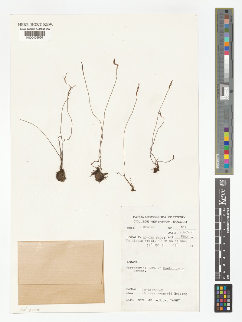 Schizaea wagneri photo 4