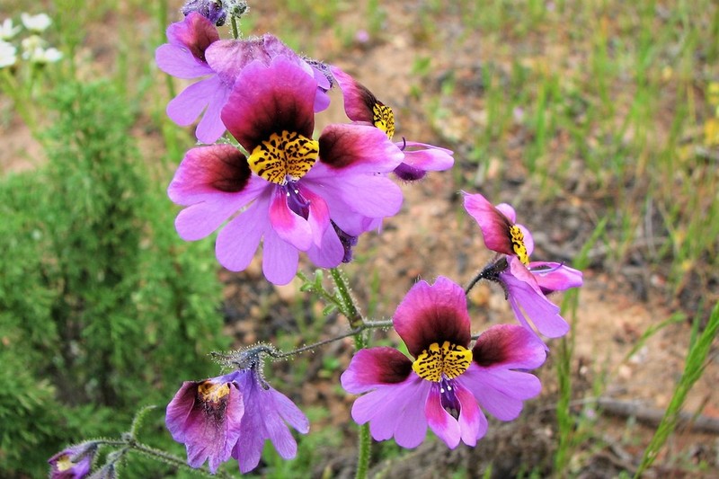 Schizanthus carlomunozii