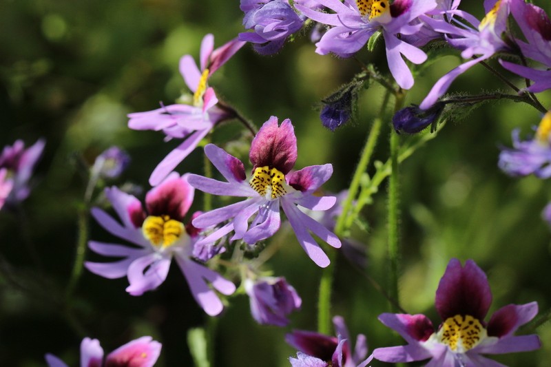 Schizanthus carlomunozii photo 2