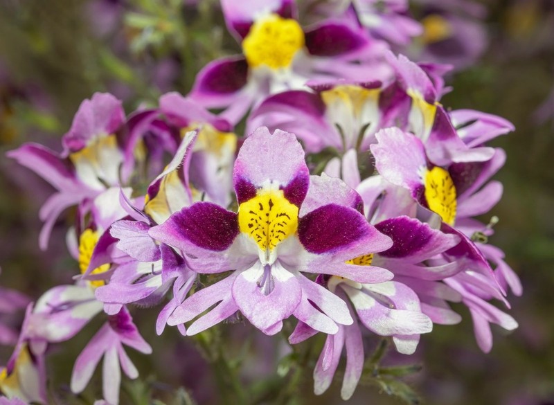 Schizanthus carlomunozii photo 3