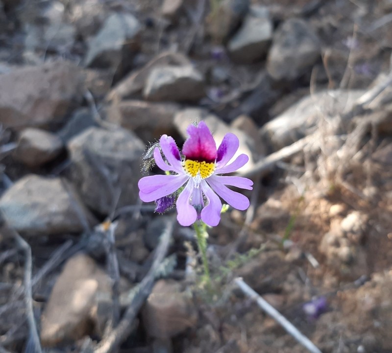 Schizanthus carlomunozii photo 4