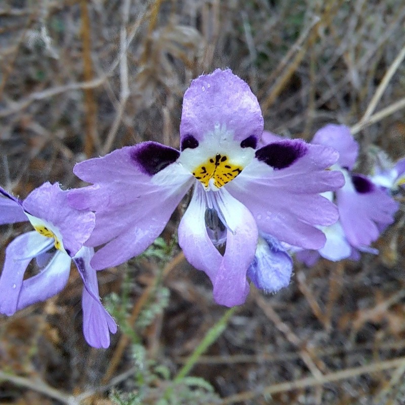 Schizanthus carlomunozii photo 5