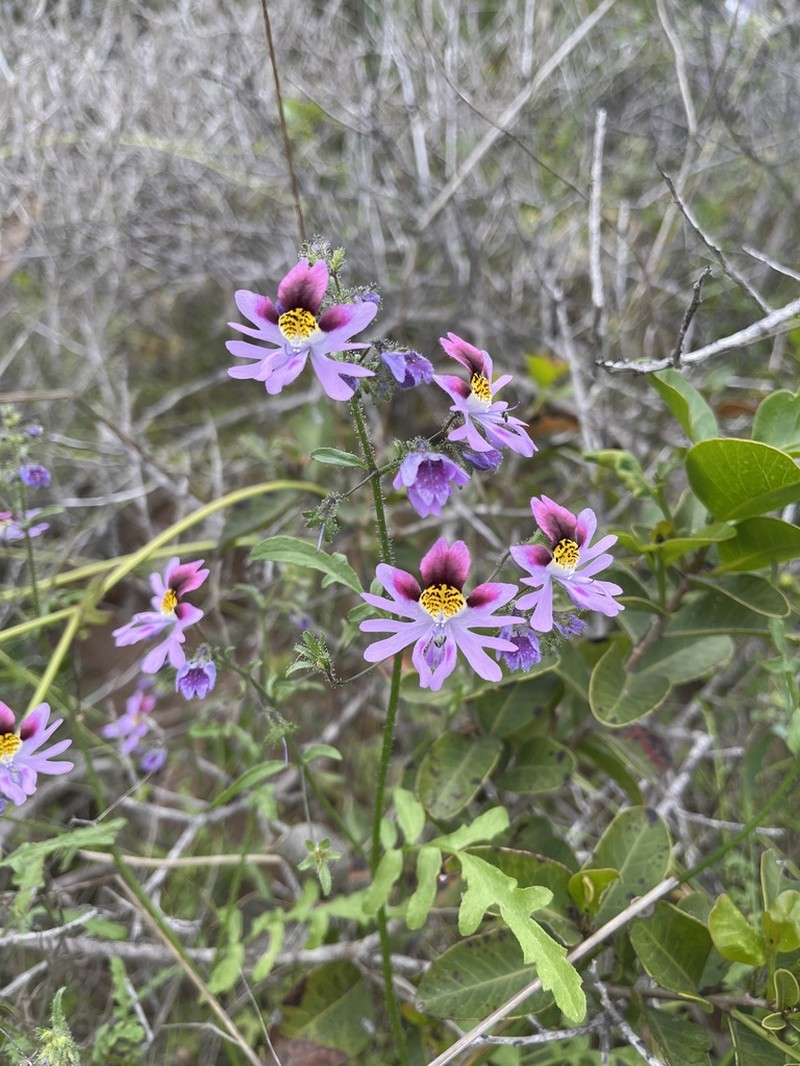 Schizanthus carlomunozii photo 6