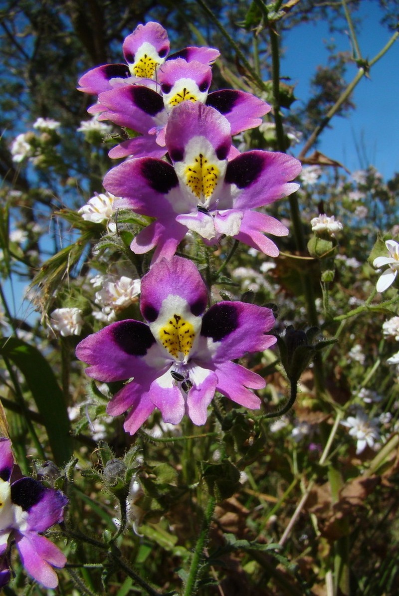 Schizanthus carlomunozii photo 7