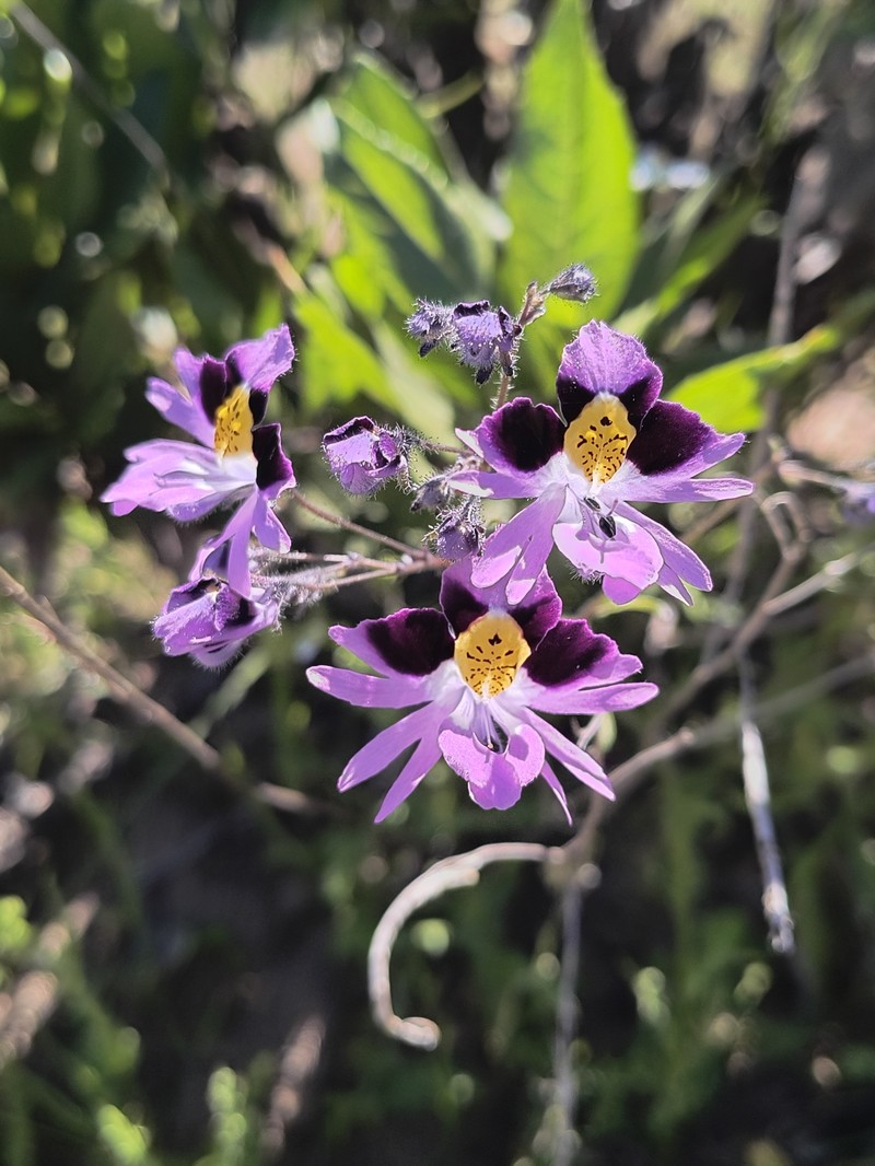 Schizanthus carlomunozii var. carlomunozii