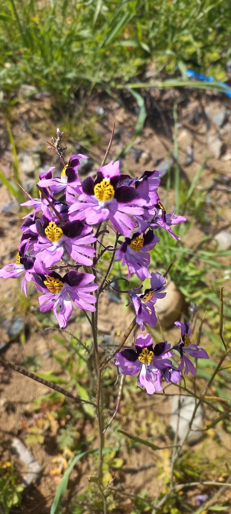 Schizanthus carlomunozii var. carlomunozii photo 2