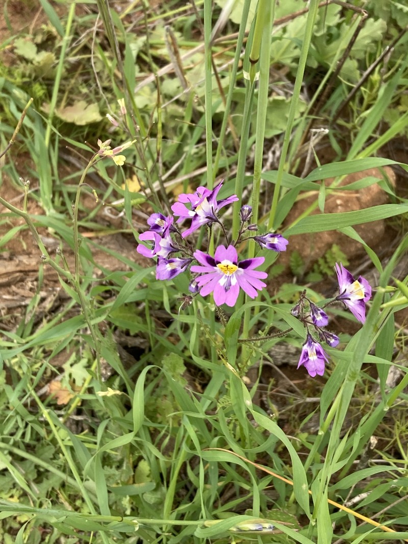 Schizanthus carlomunozii var. carlomunozii photo 3