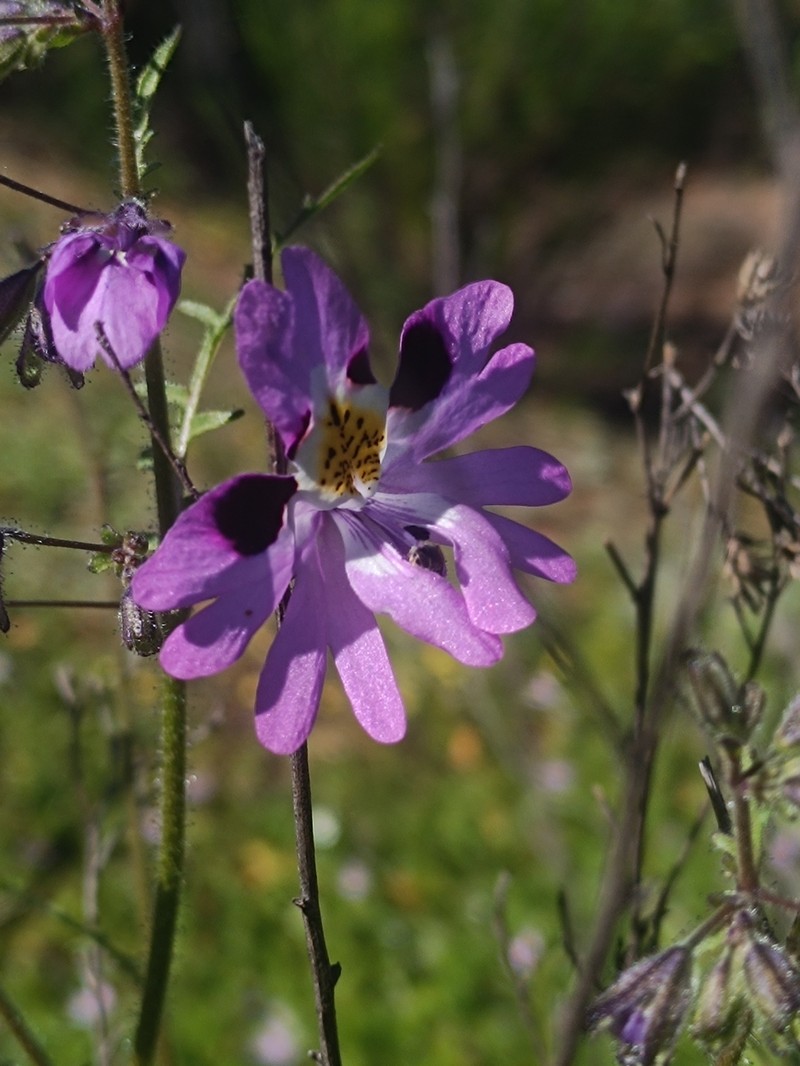 Schizanthus carlomunozii var. carlomunozii photo 4