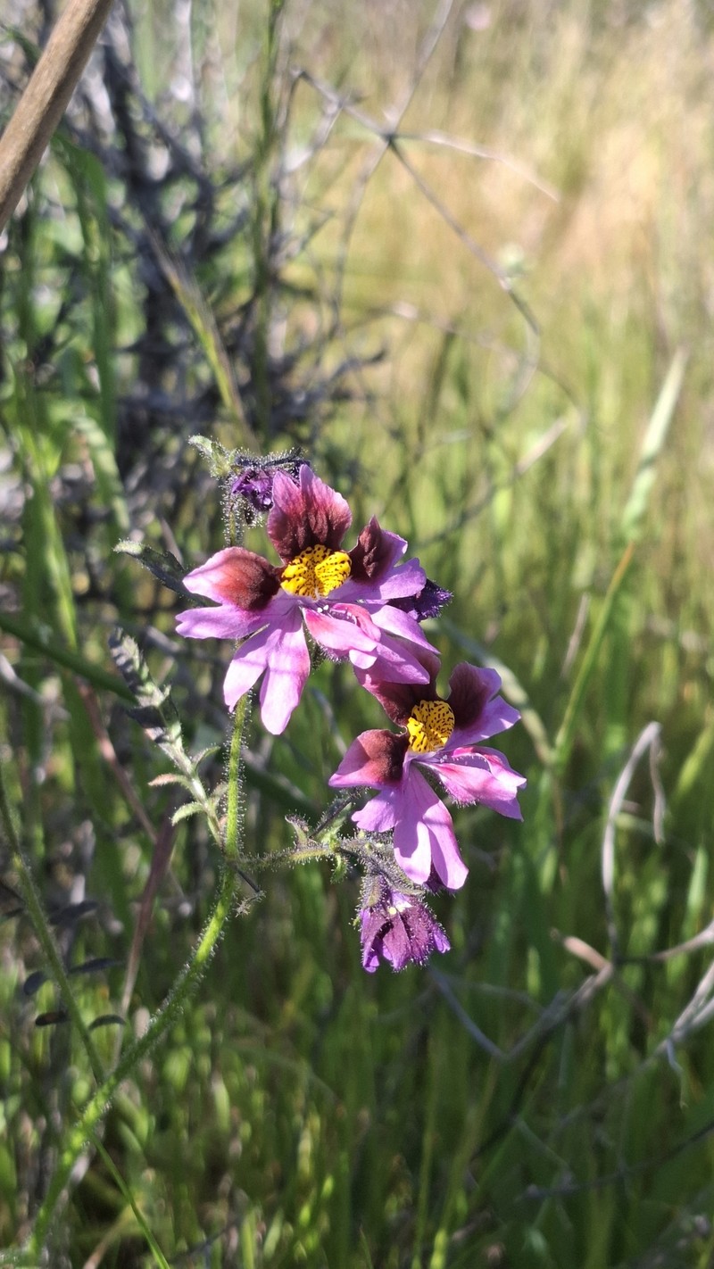 Schizanthus carlomunozii var. dilutimaculatus