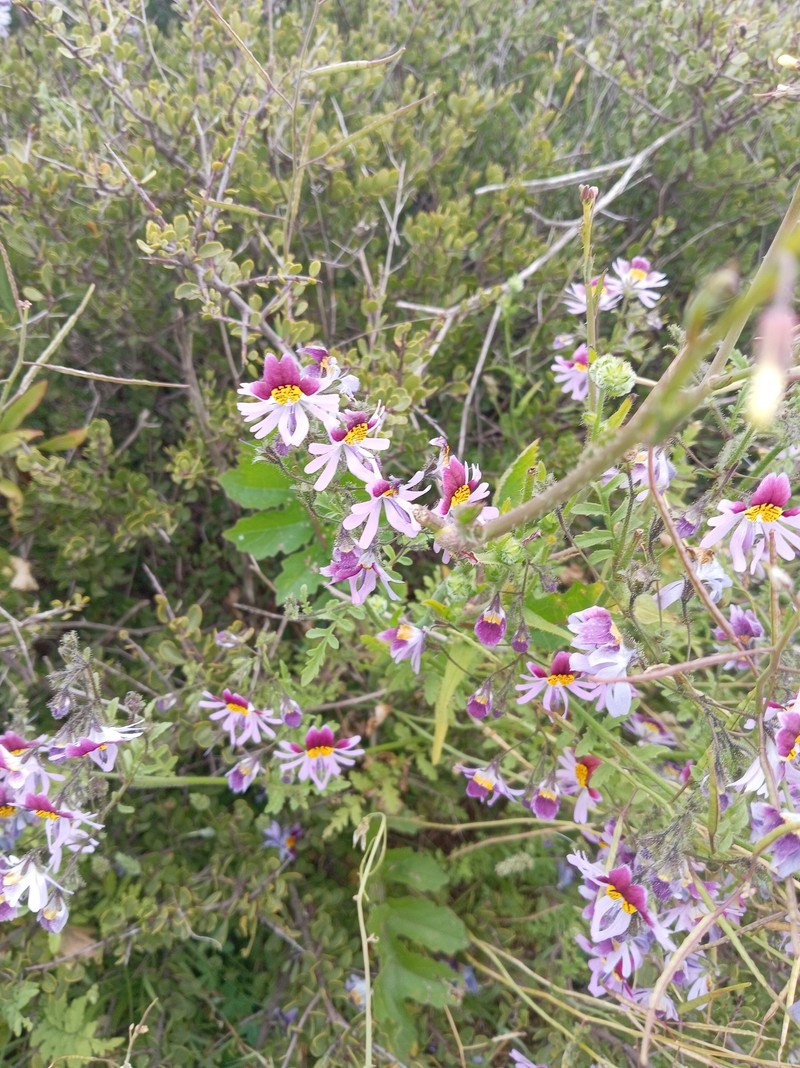 Schizanthus carlomunozii var. dilutimaculatus photo 2