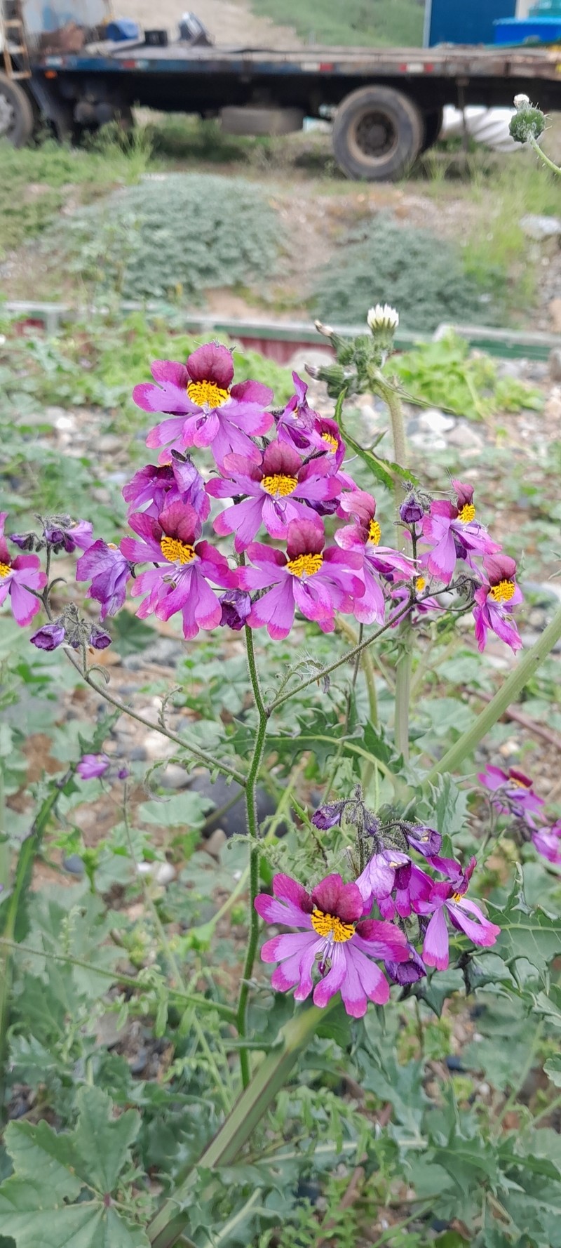 Schizanthus carlomunozii var. dilutimaculatus photo 3