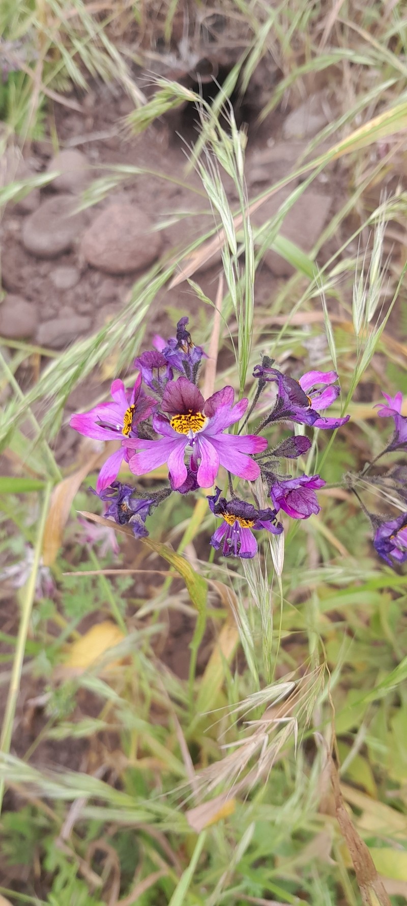 Schizanthus carlomunozii var. dilutimaculatus photo 4