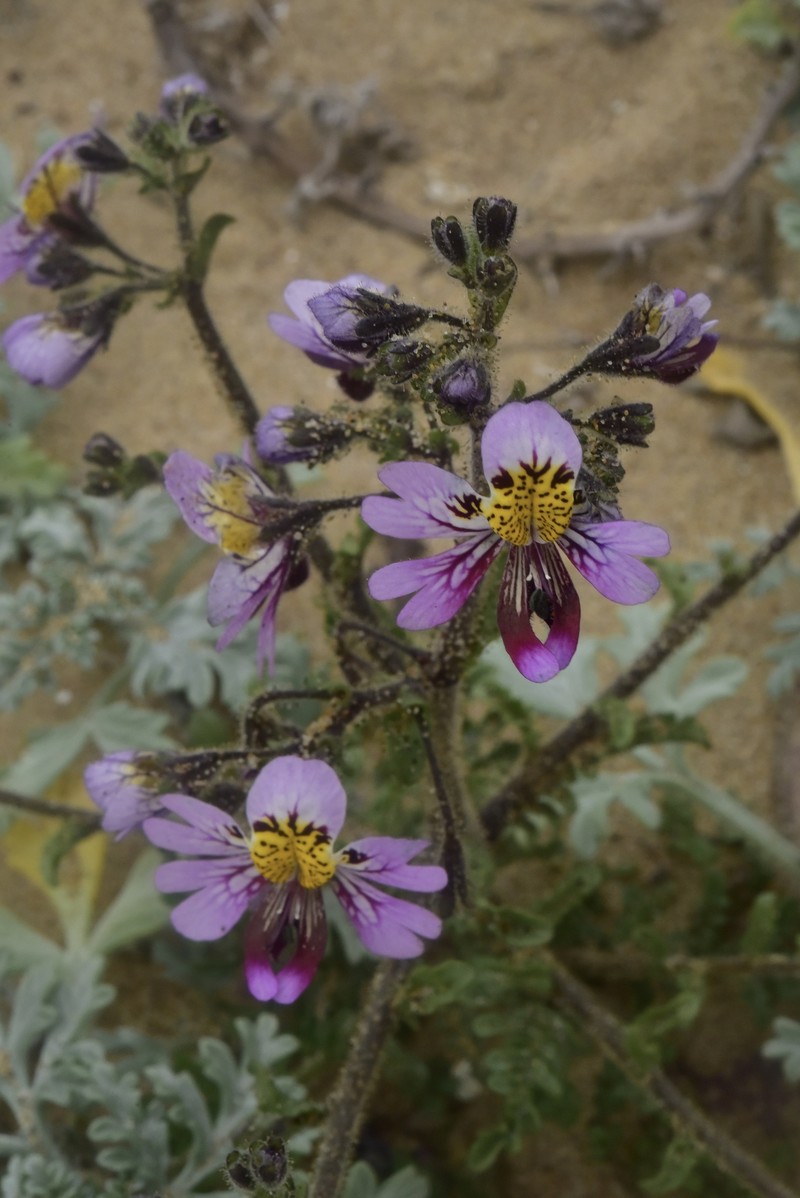 Schizanthus litoralis var. humilis