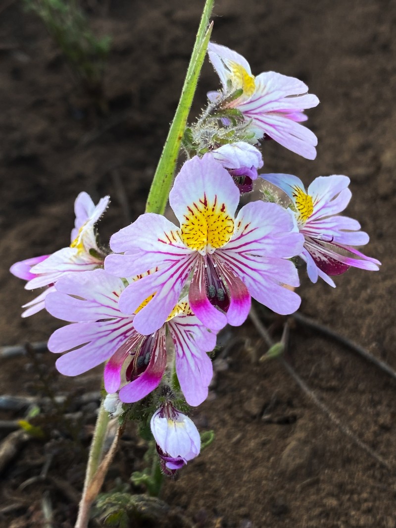 Schizanthus litoralis var. humilis photo 2