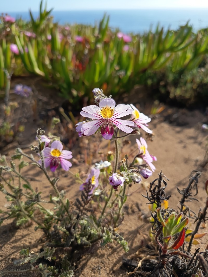 Schizanthus litoralis var. humilis photo 3