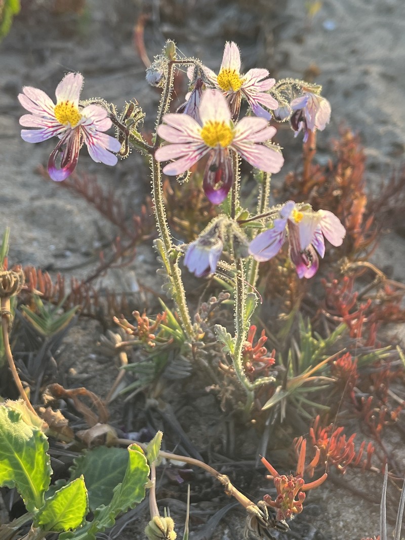 Schizanthus litoralis var. humilis photo 4