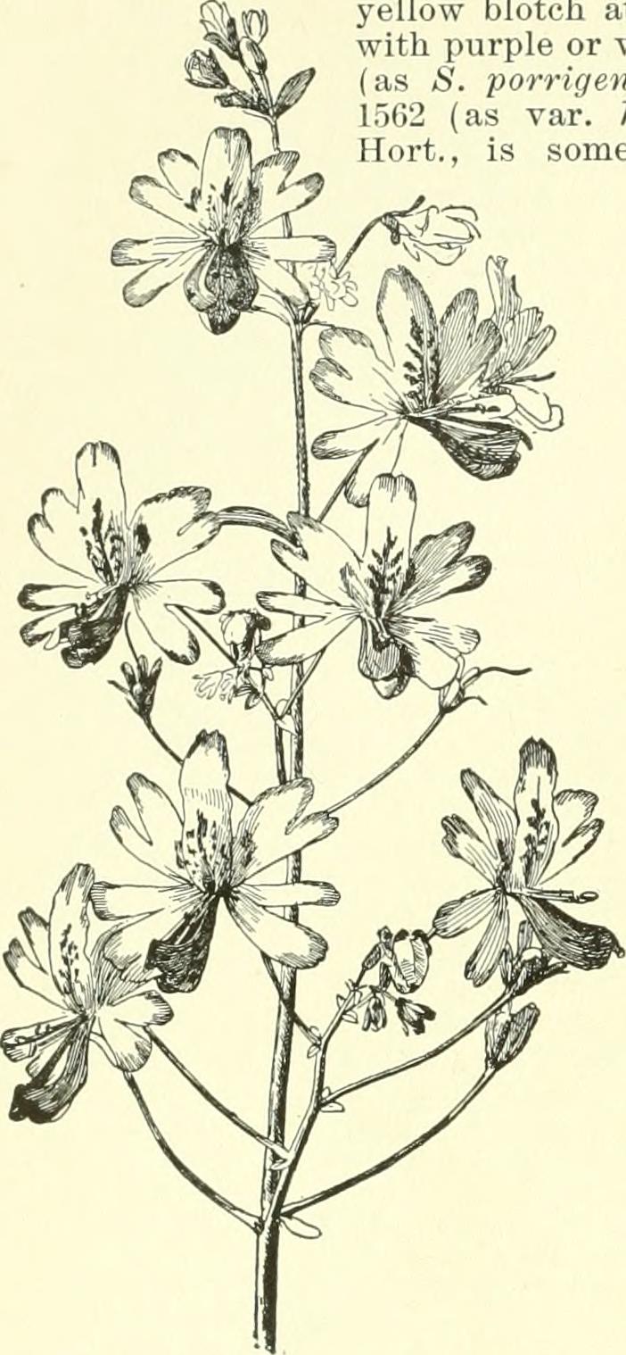 Poorman's Orchid photo 4