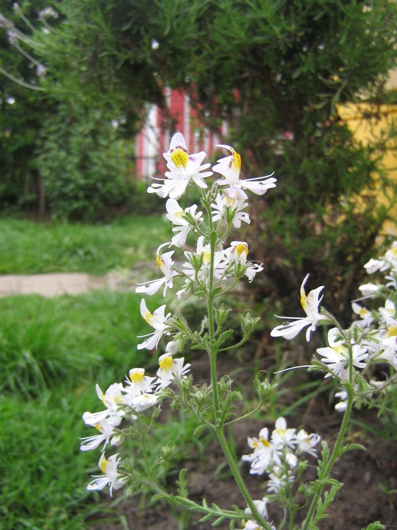 Poorman's Orchid photo 5