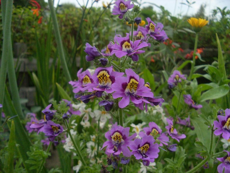 Poorman's Orchid photo 6